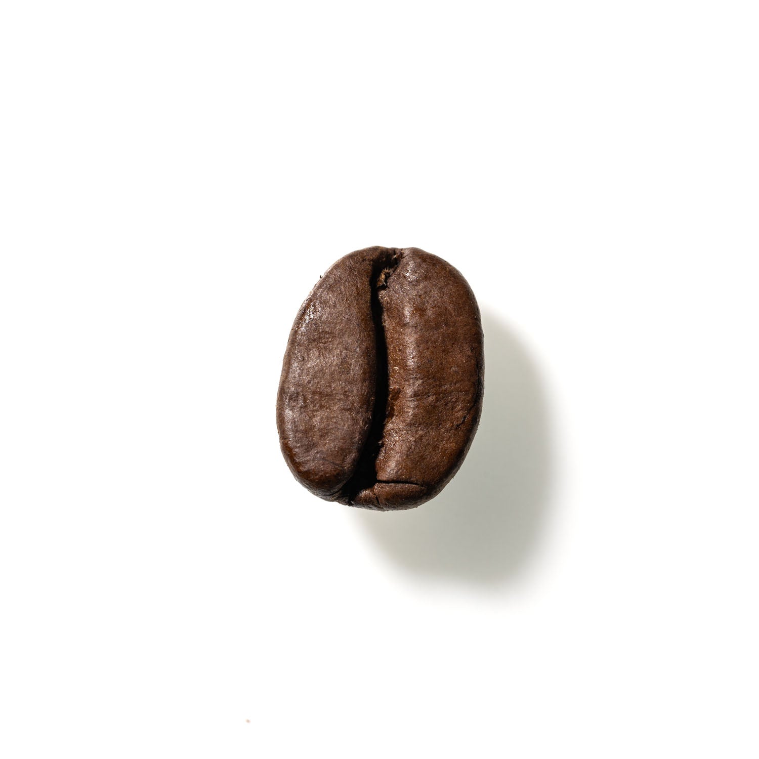 Coffee Bean No. 146