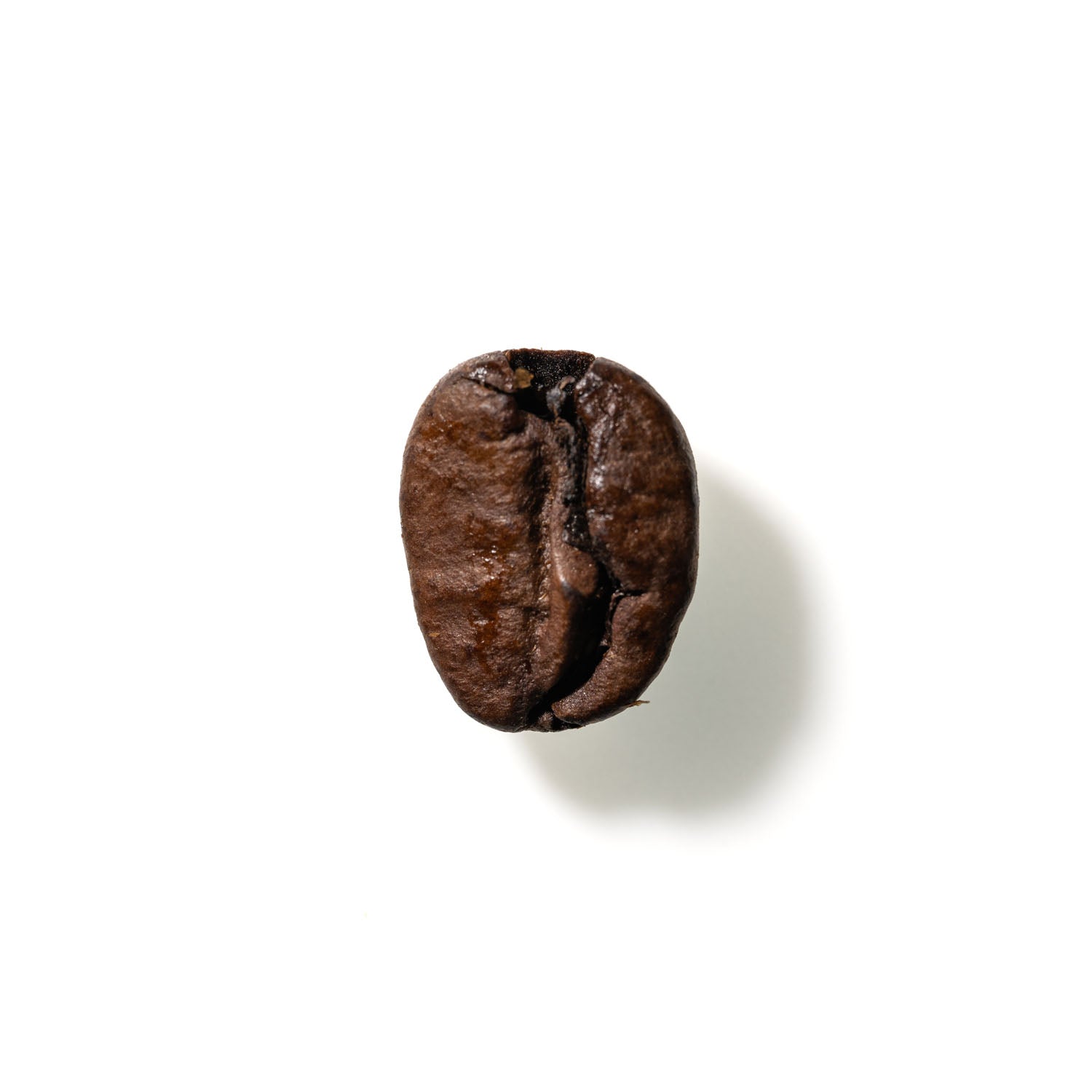 Coffee Bean No. 188