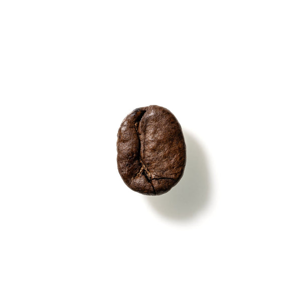 Coffee Bean No. 240