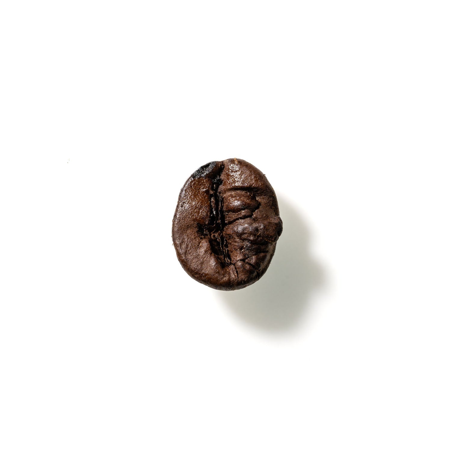 Coffee Bean No. 293