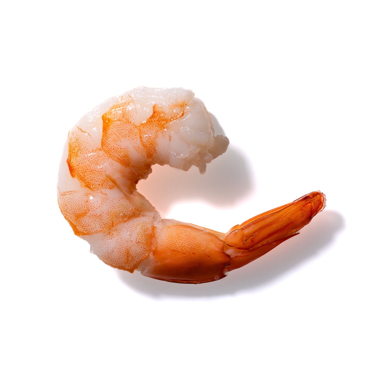 Shrimp No. 10