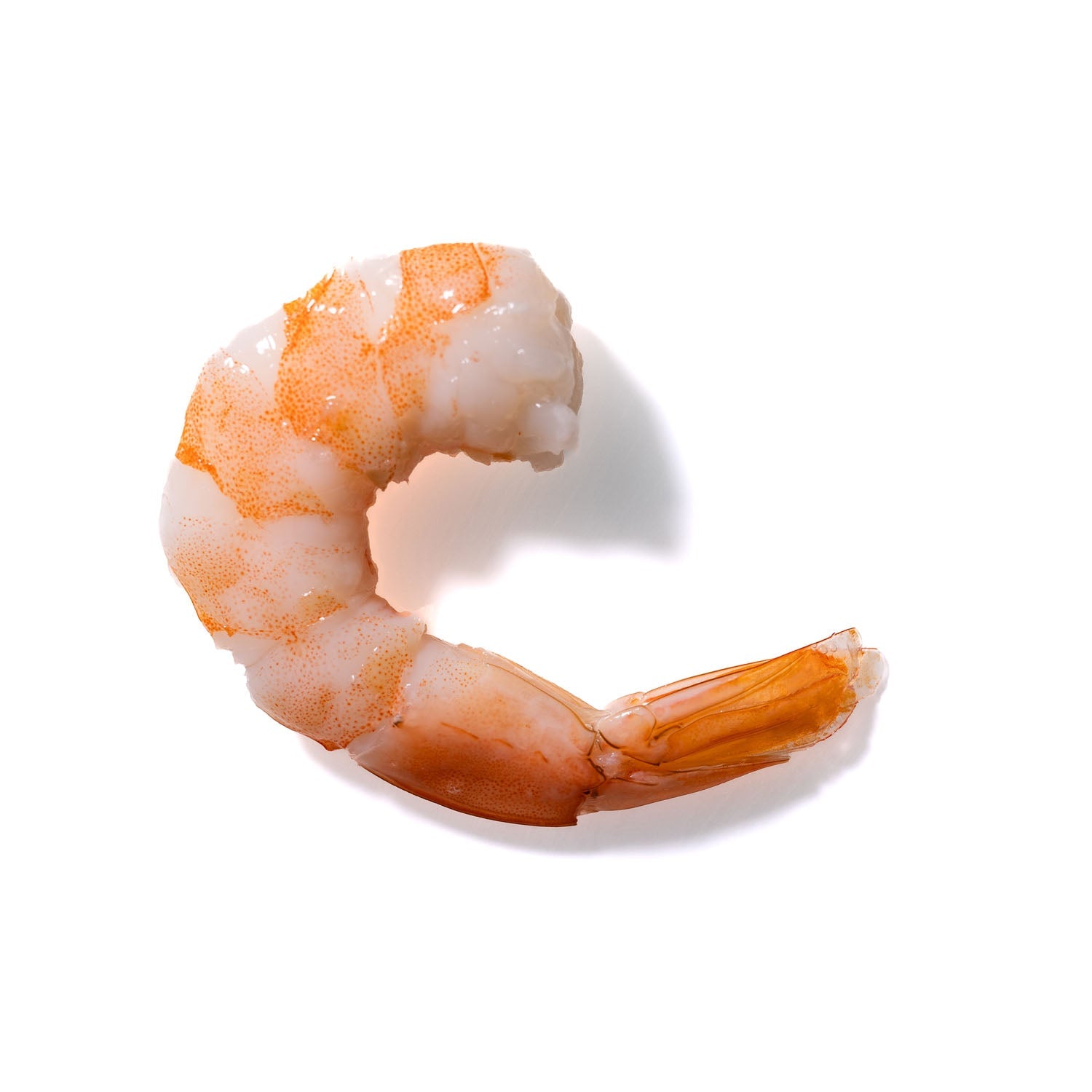 Shrimp No. 20