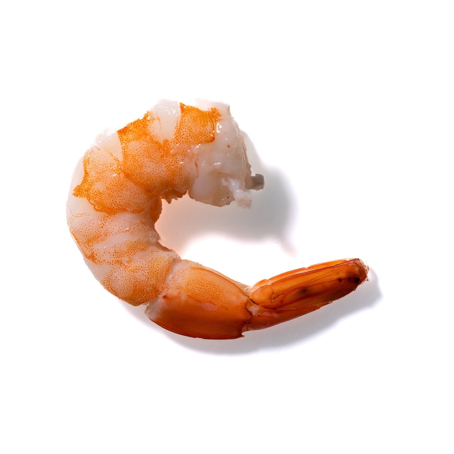 Shrimp No. 23