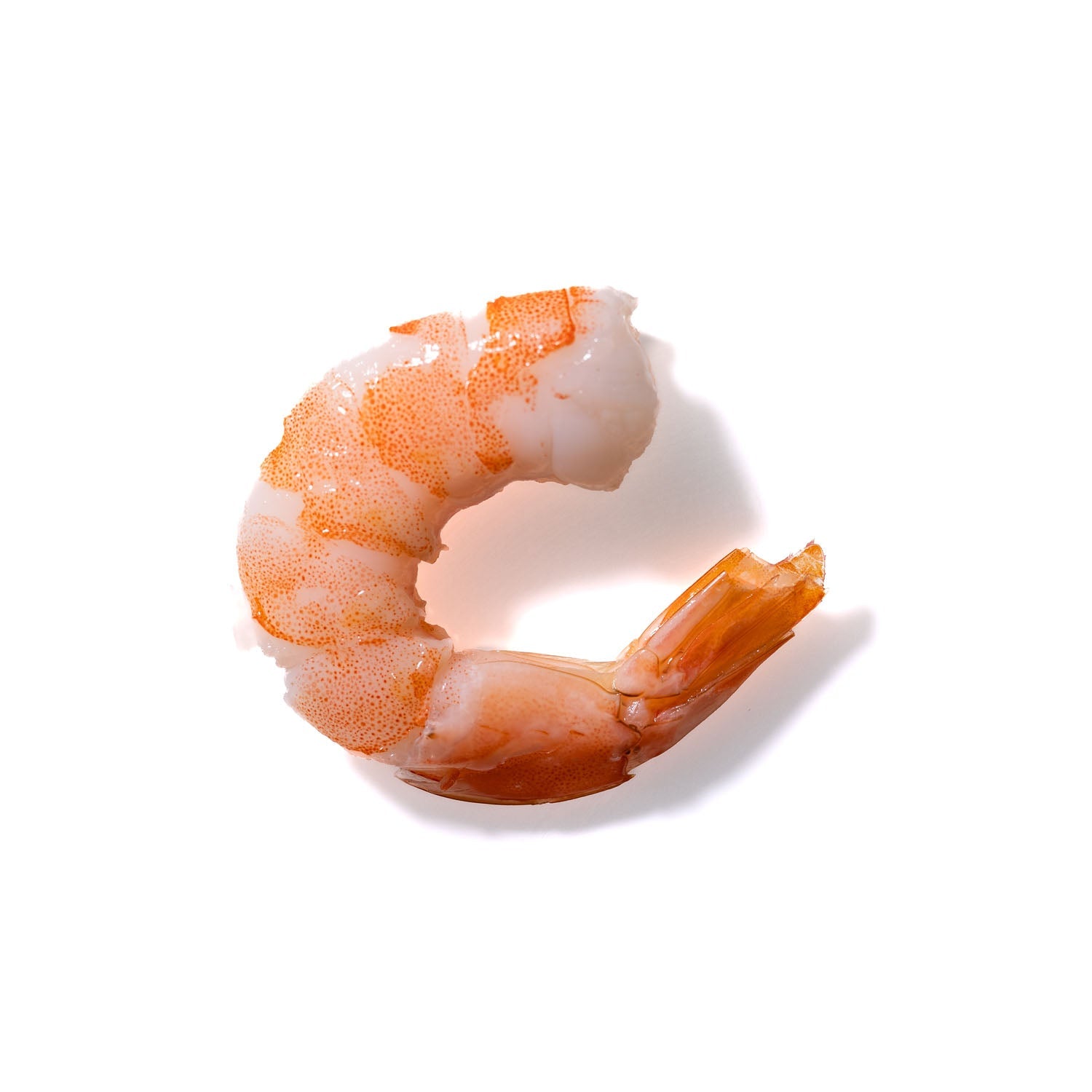 Shrimp No. 26