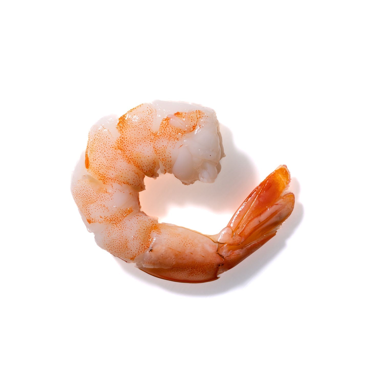 Shrimp No. 36