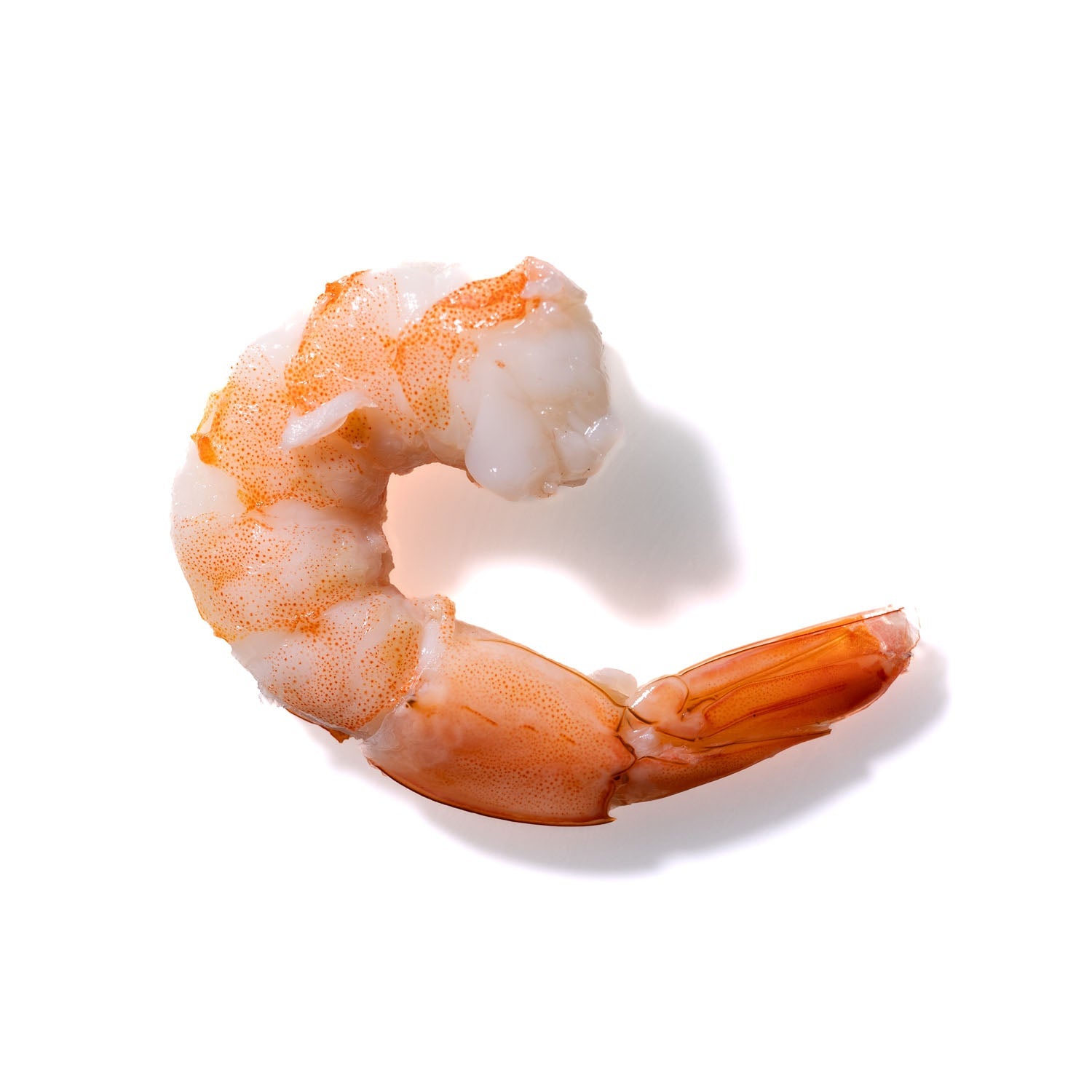 Shrimp No. 37