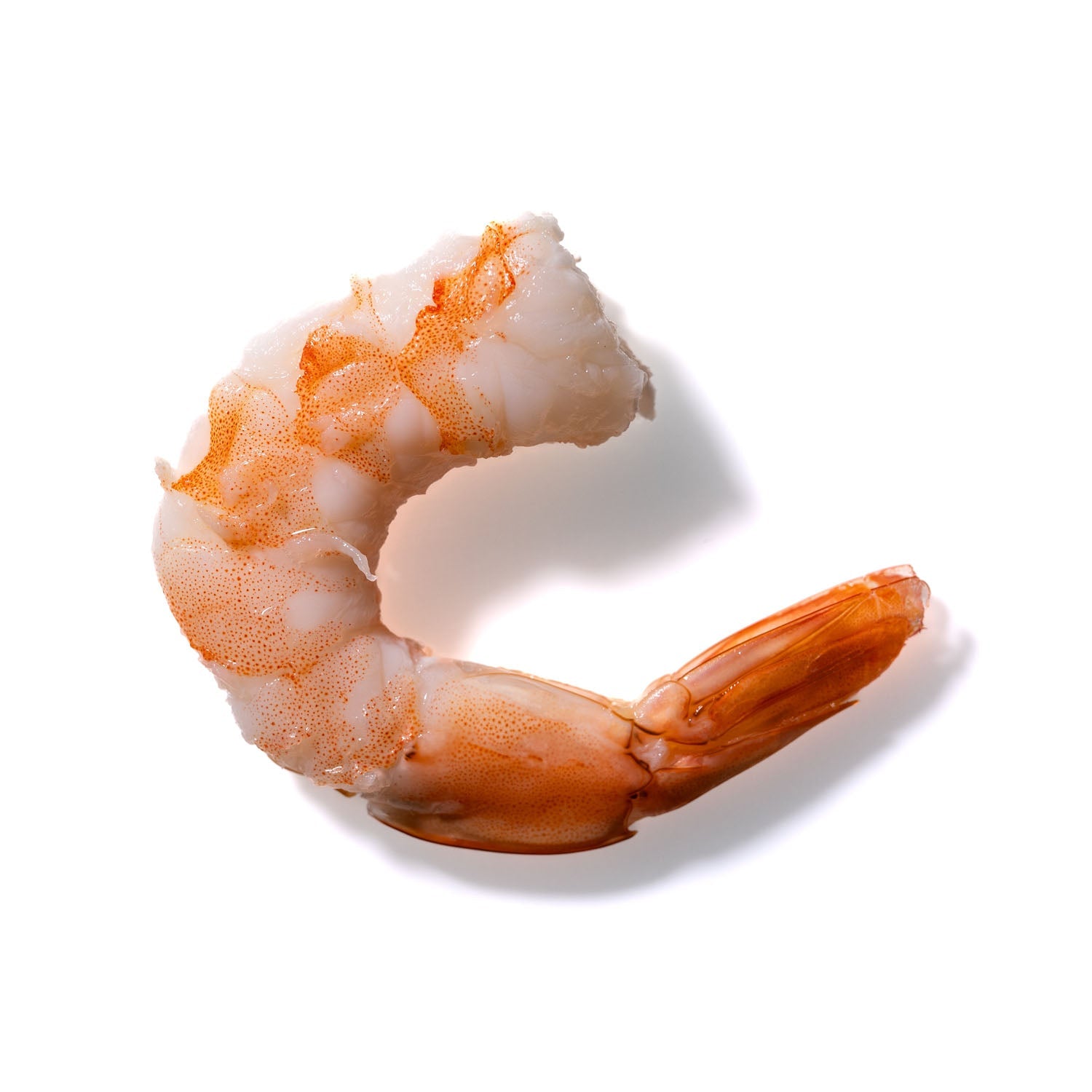 Shrimp No. 49