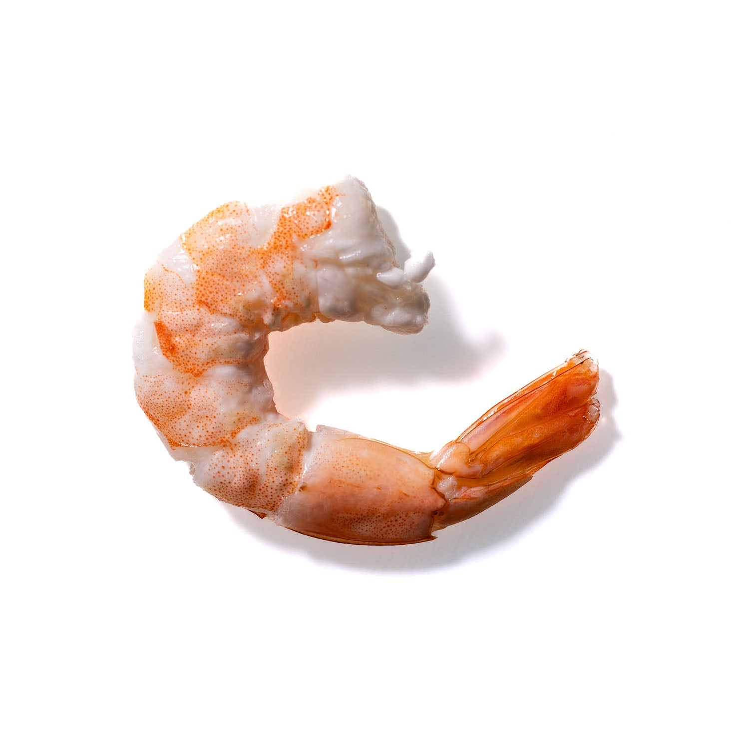 Shrimp No. 50