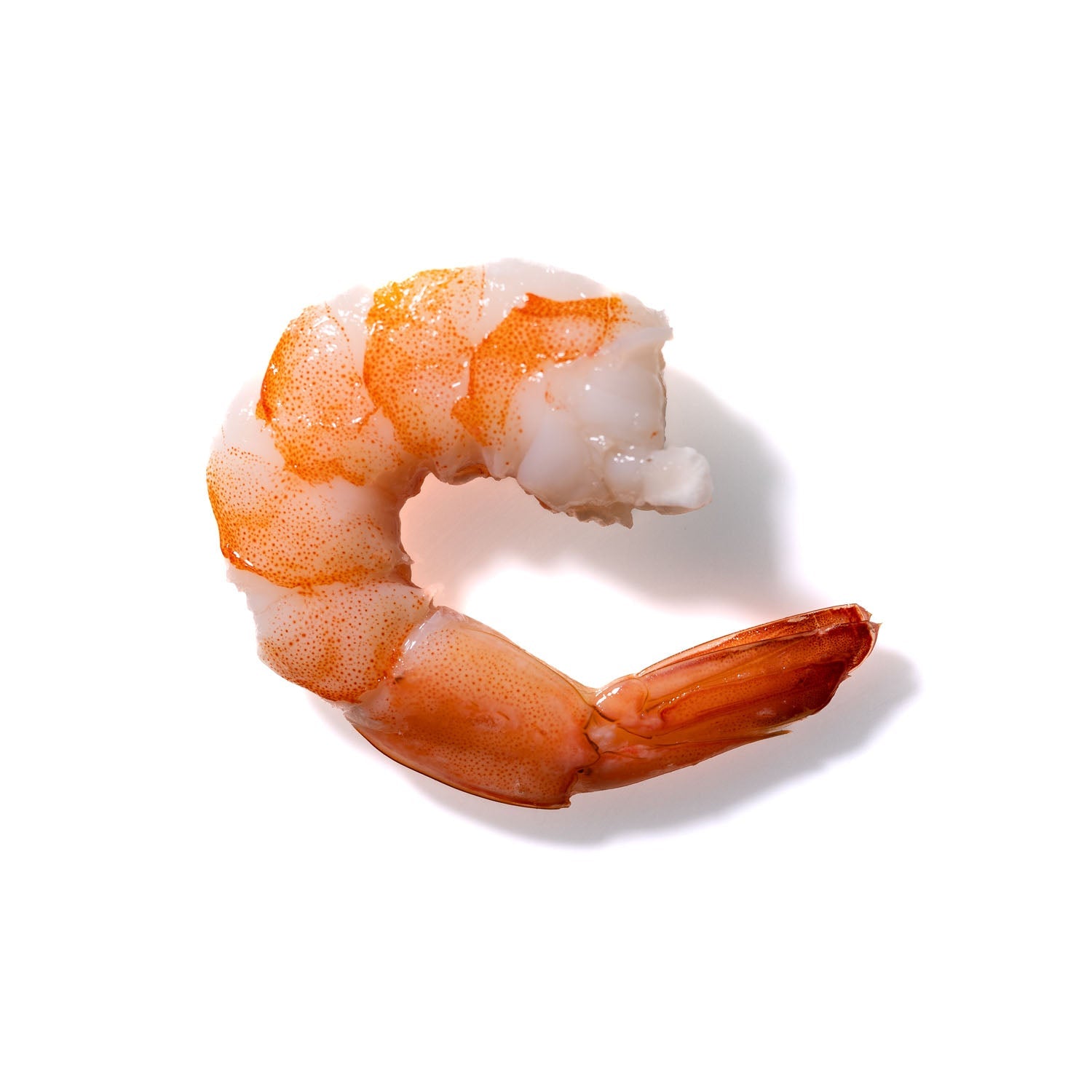 Shrimp No. 68