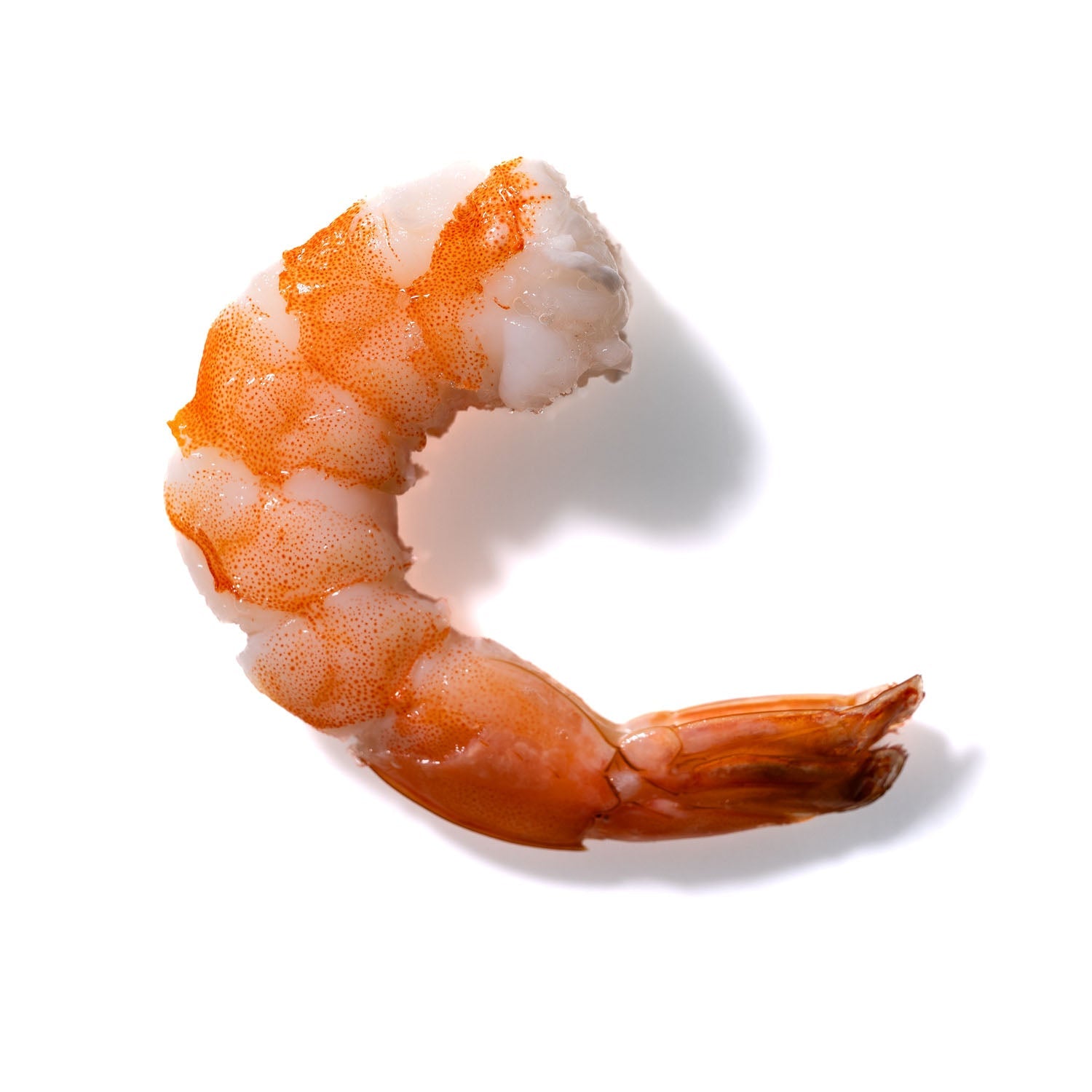 Shrimp No. 69