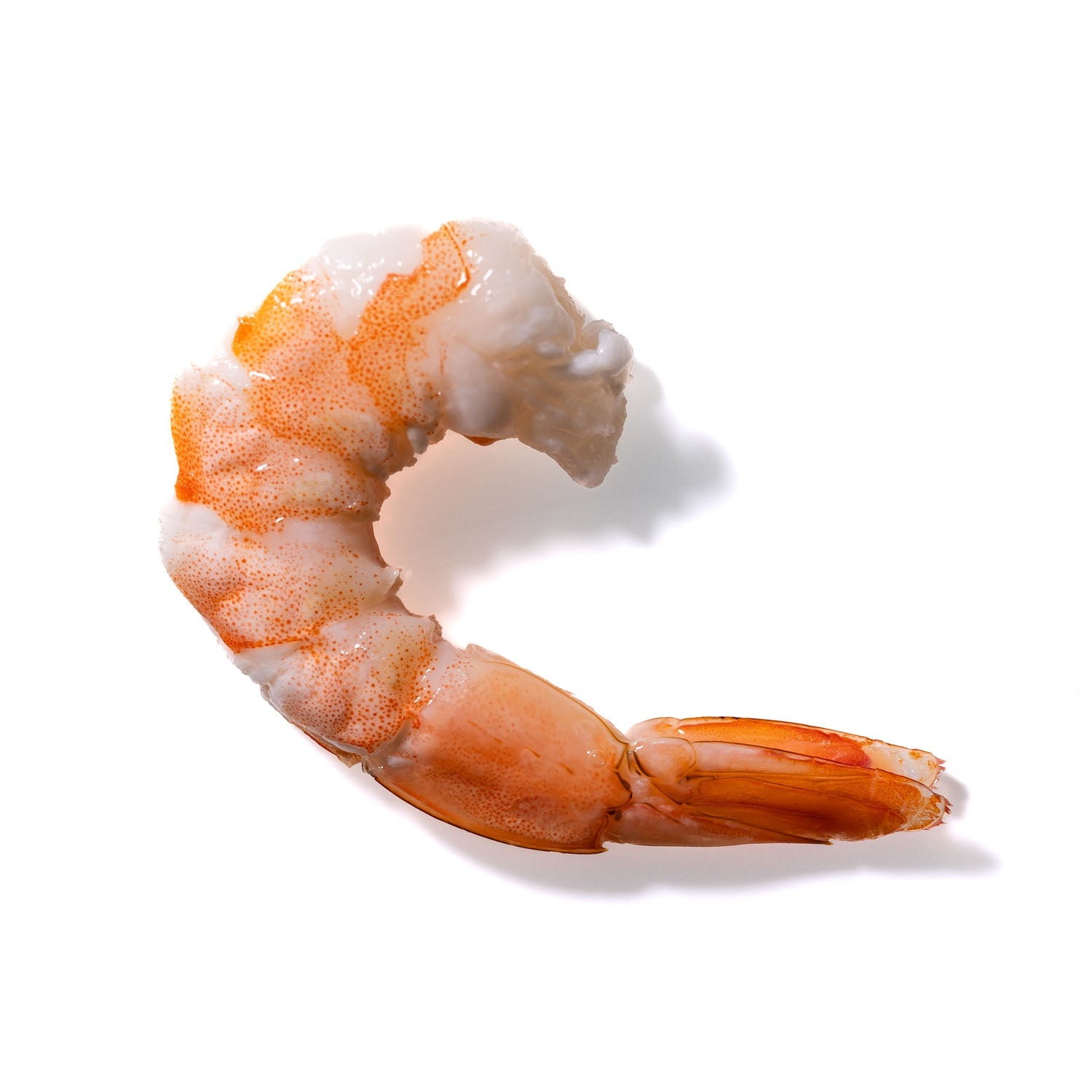 Shrimp No. 70