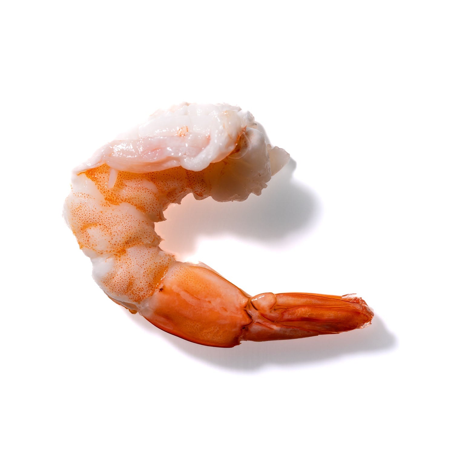 Shrimp No. 76