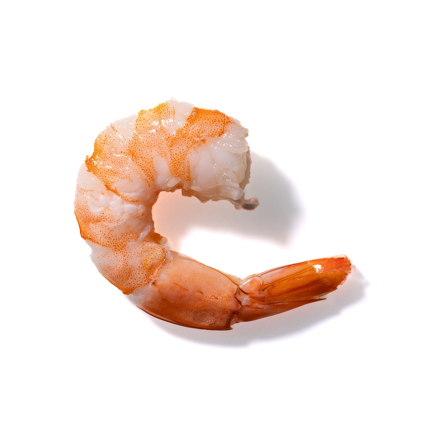 Shrimp No. 79