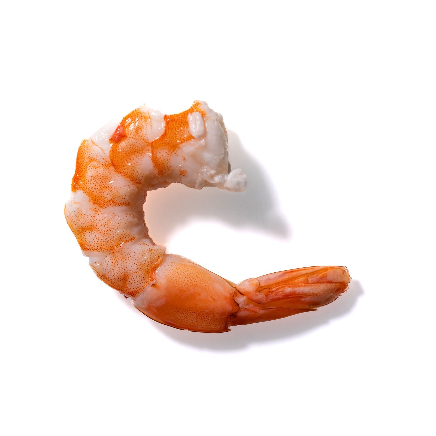 Shrimp No. 81