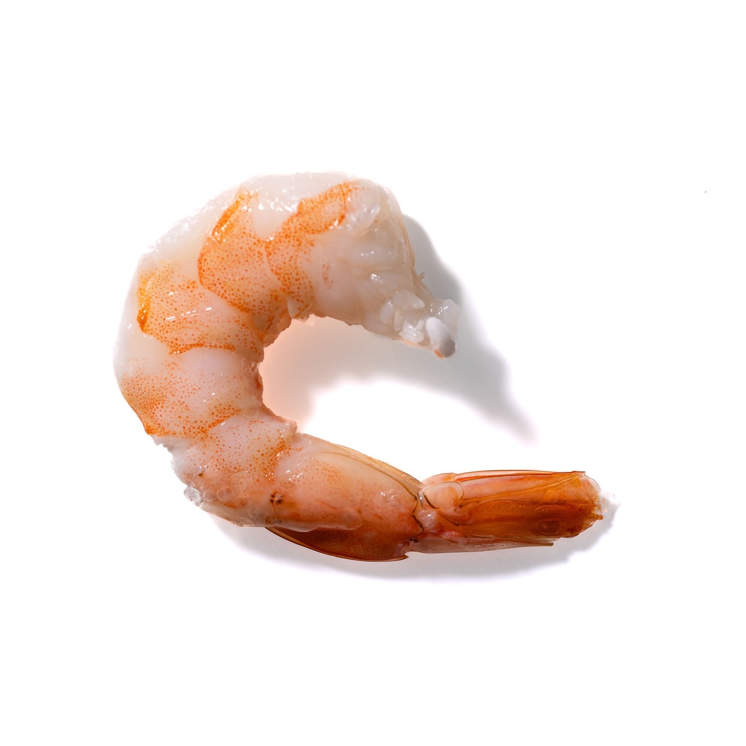 Shrimp No. 84