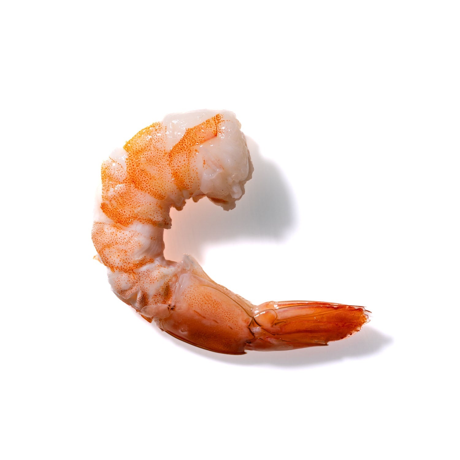 Shrimp No. 85