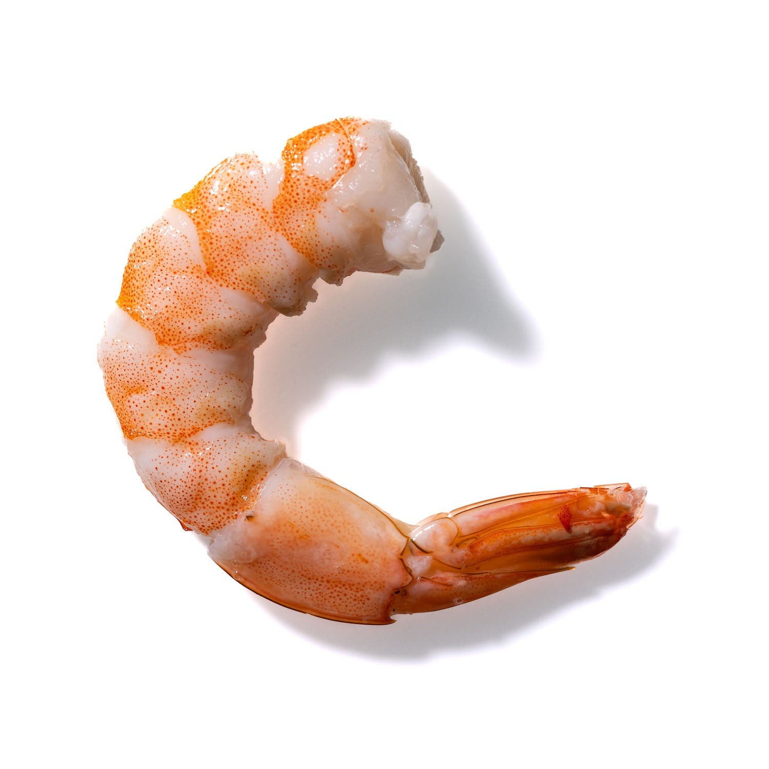 Shrimp No. 92