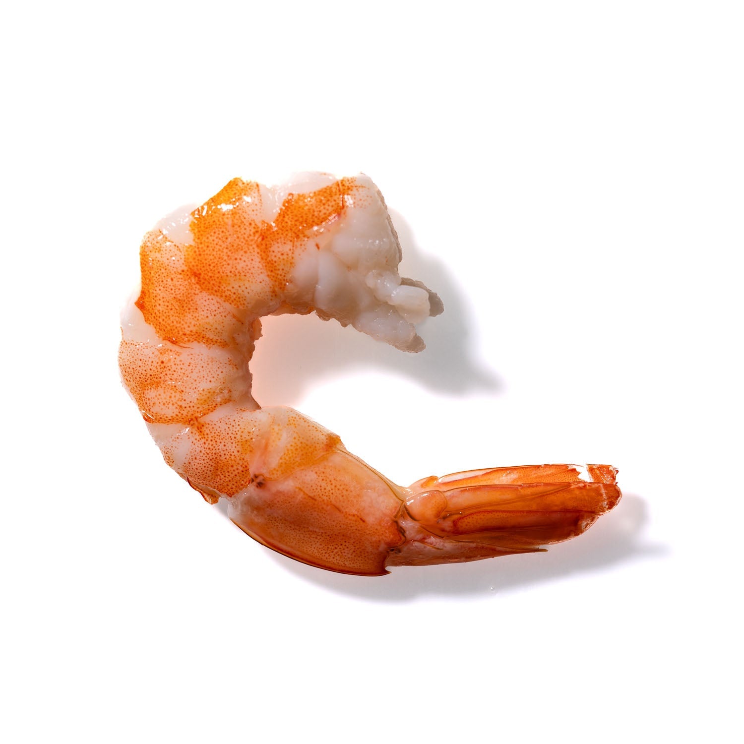 Shrimp No. 101