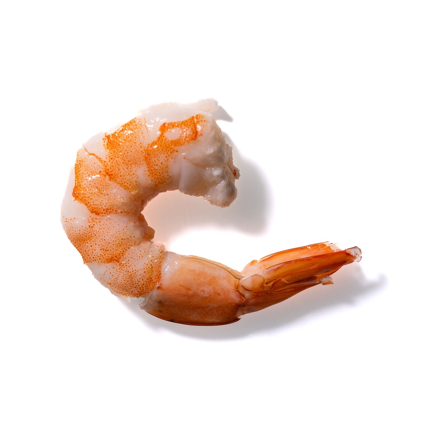 Shrimp No. 103