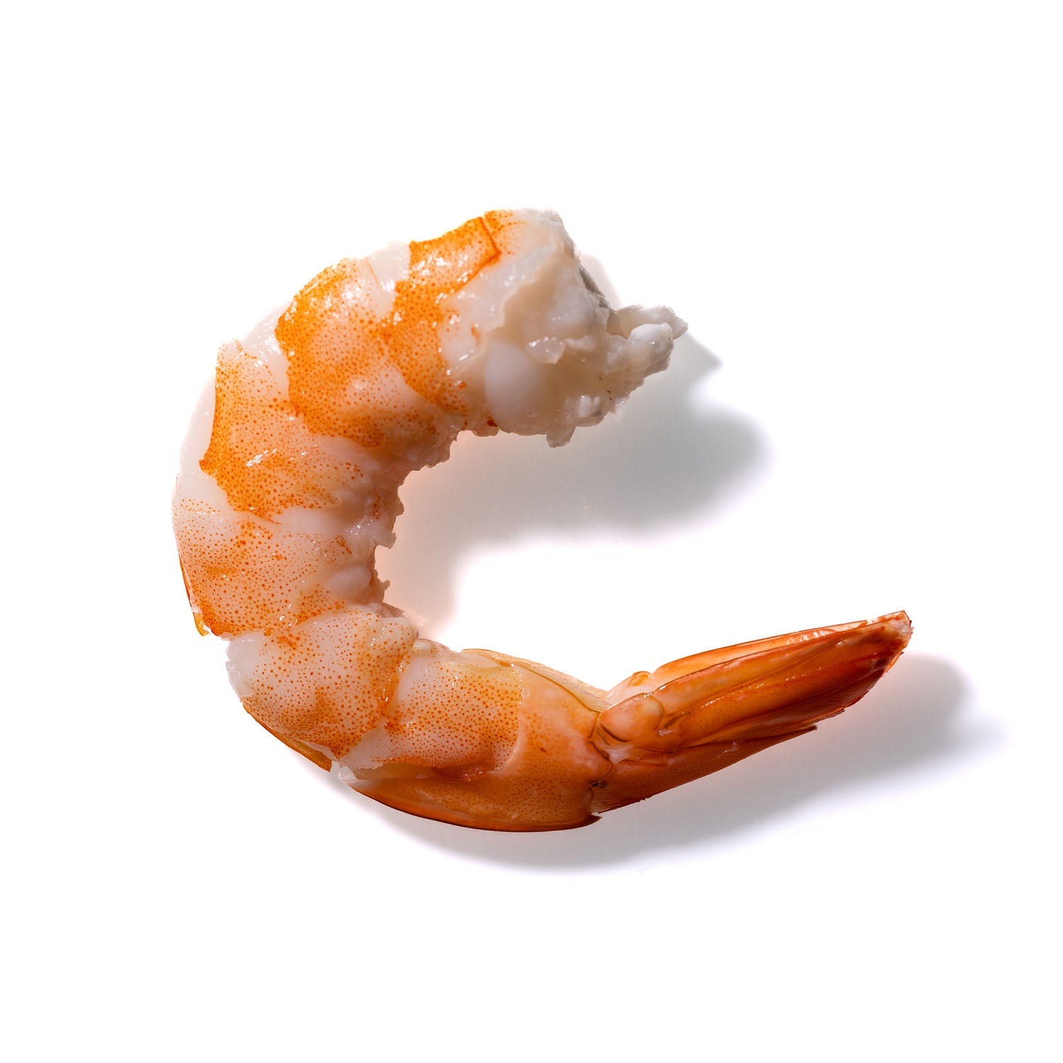 Shrimp No. 105