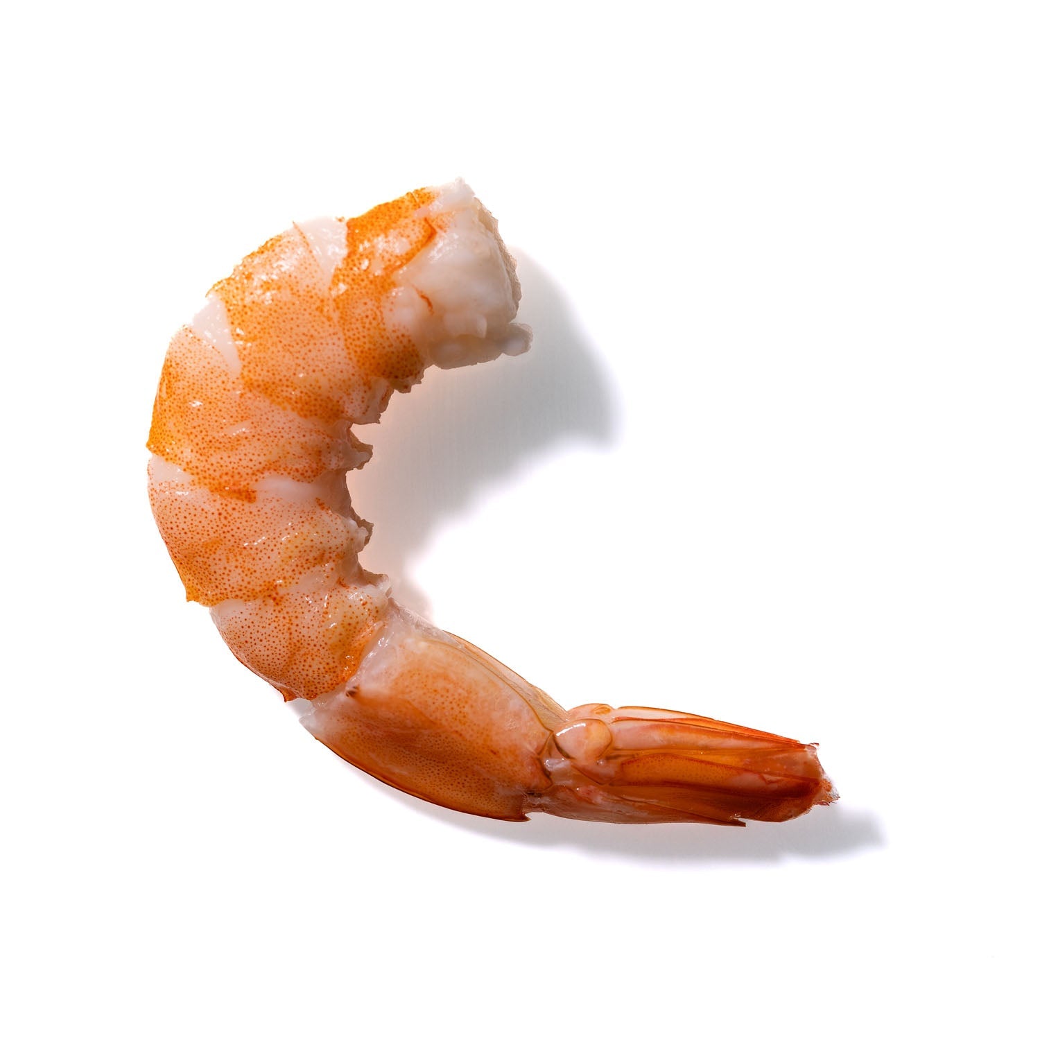 Shrimp No. 108