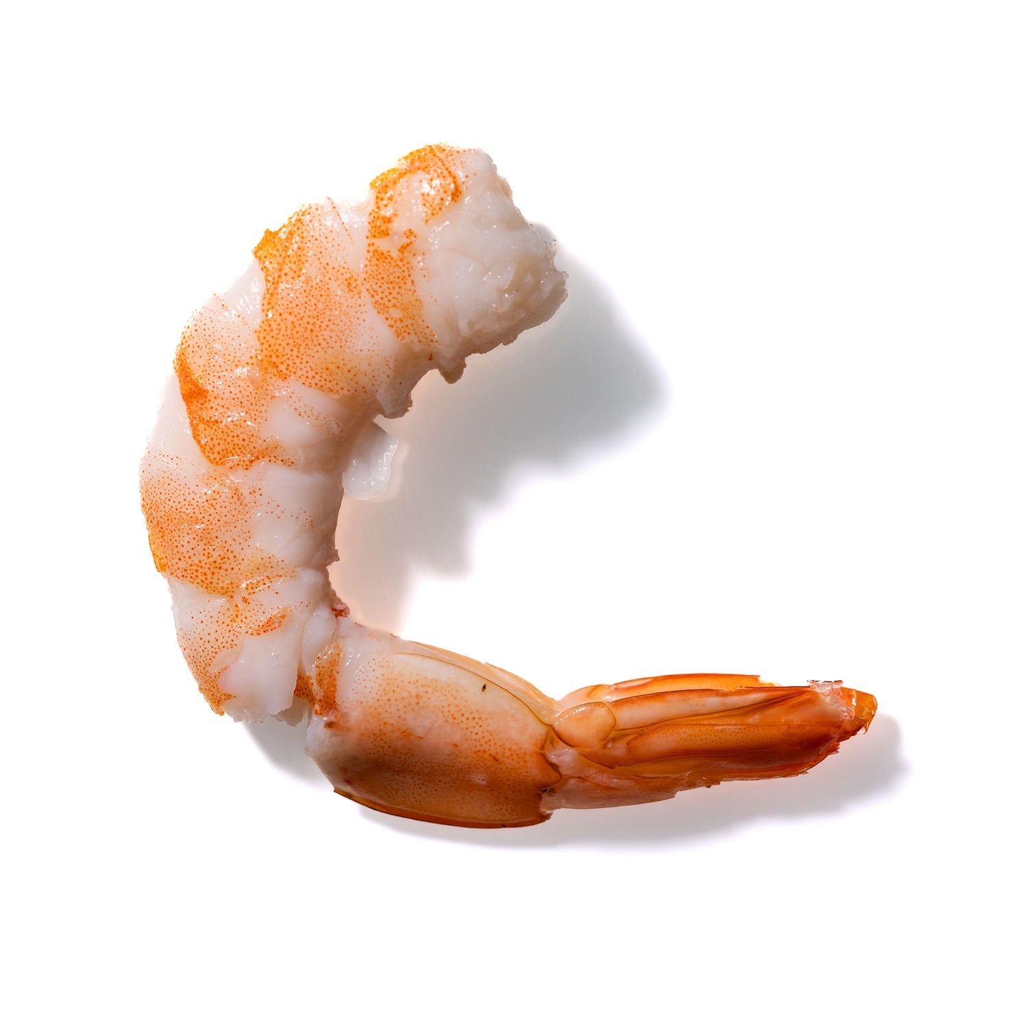 Shrimp No. 111