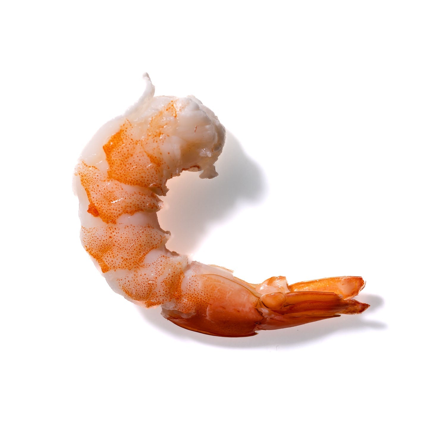 Shrimp No. 113