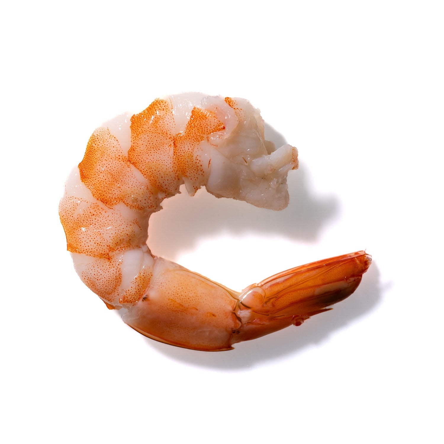 Shrimp No. 118