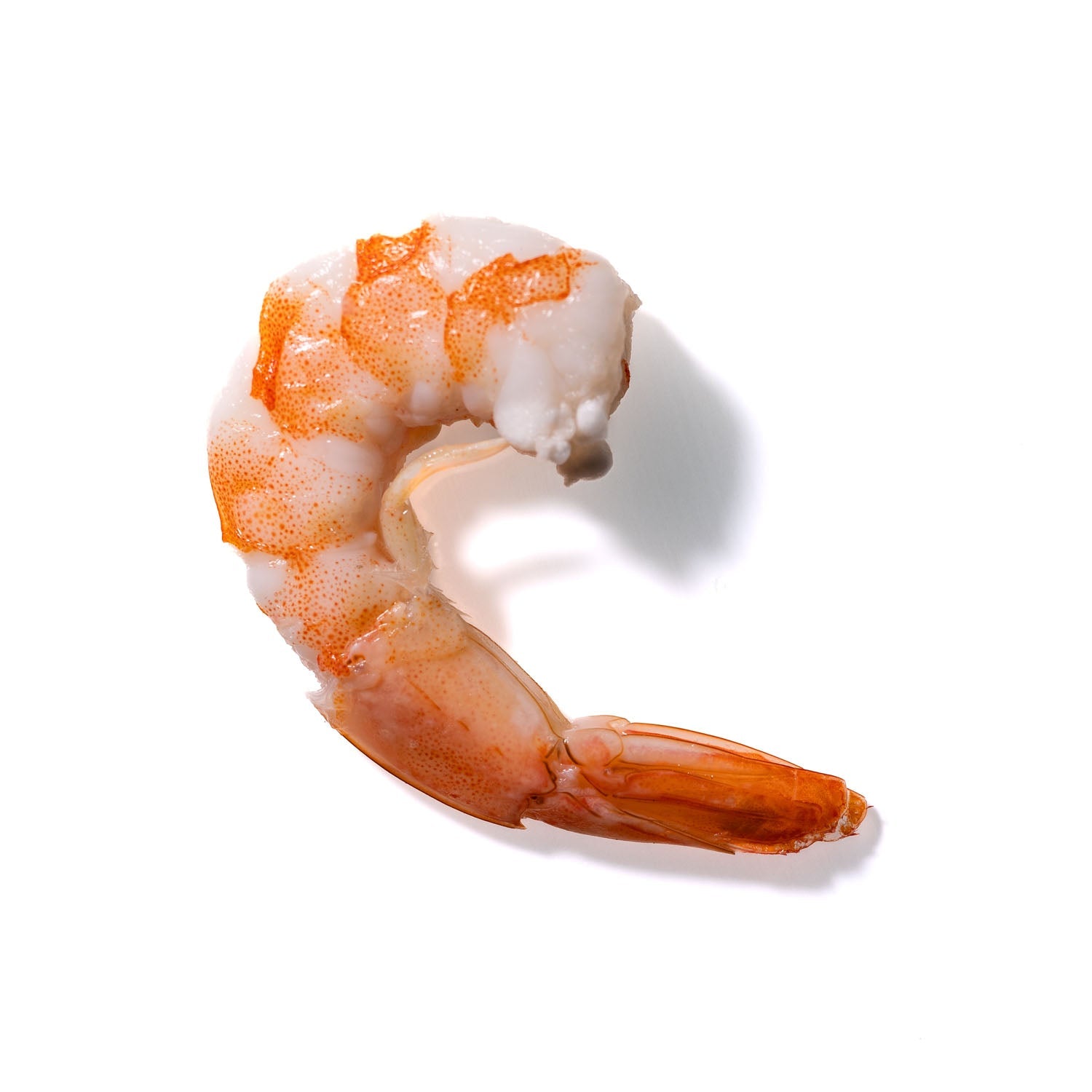 Shrimp No. 123