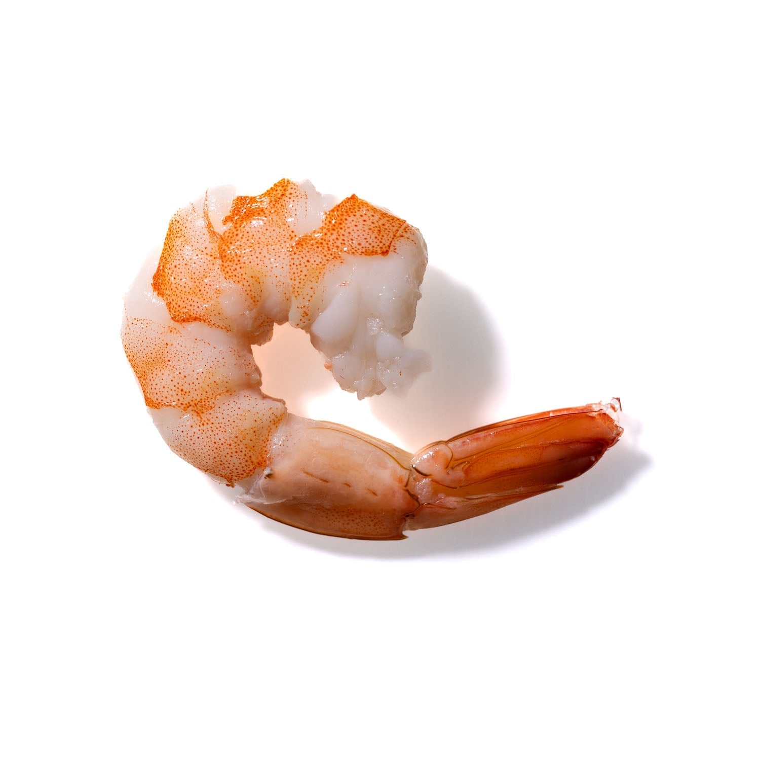 Shrimp No. 128