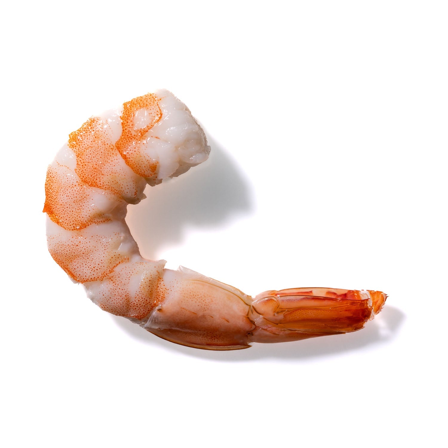 Shrimp No. 130