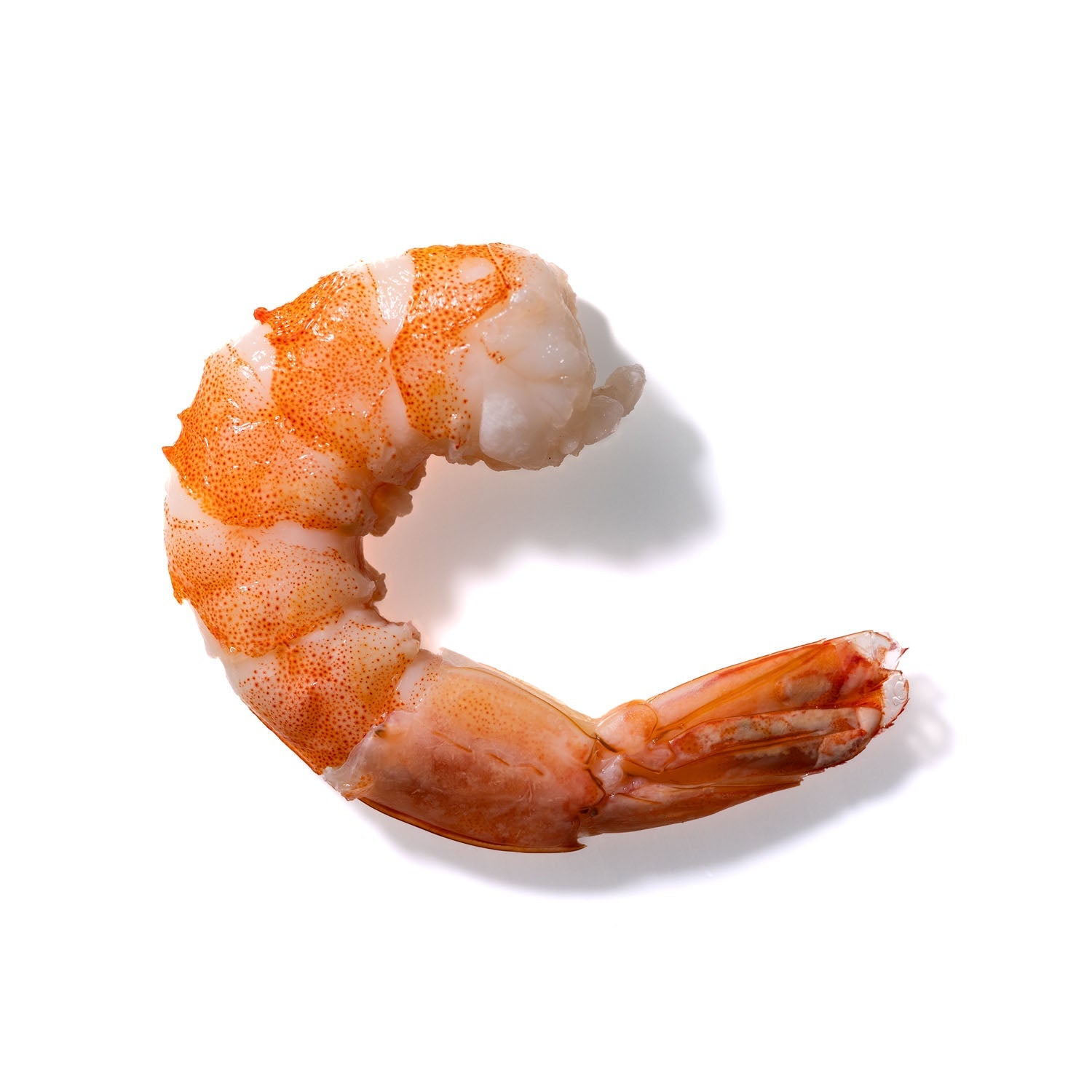 Shrimp No. 131