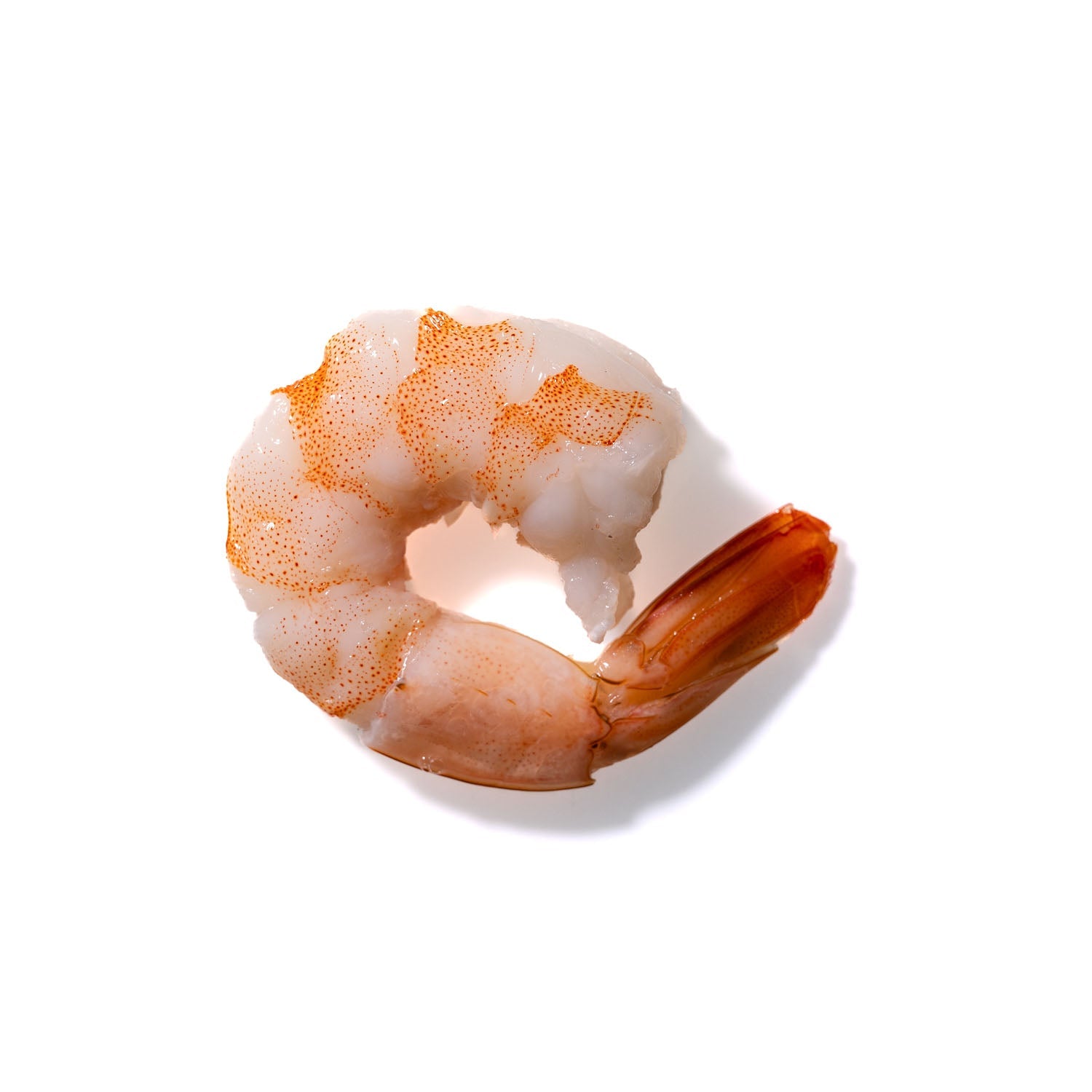 Shrimp No. 138