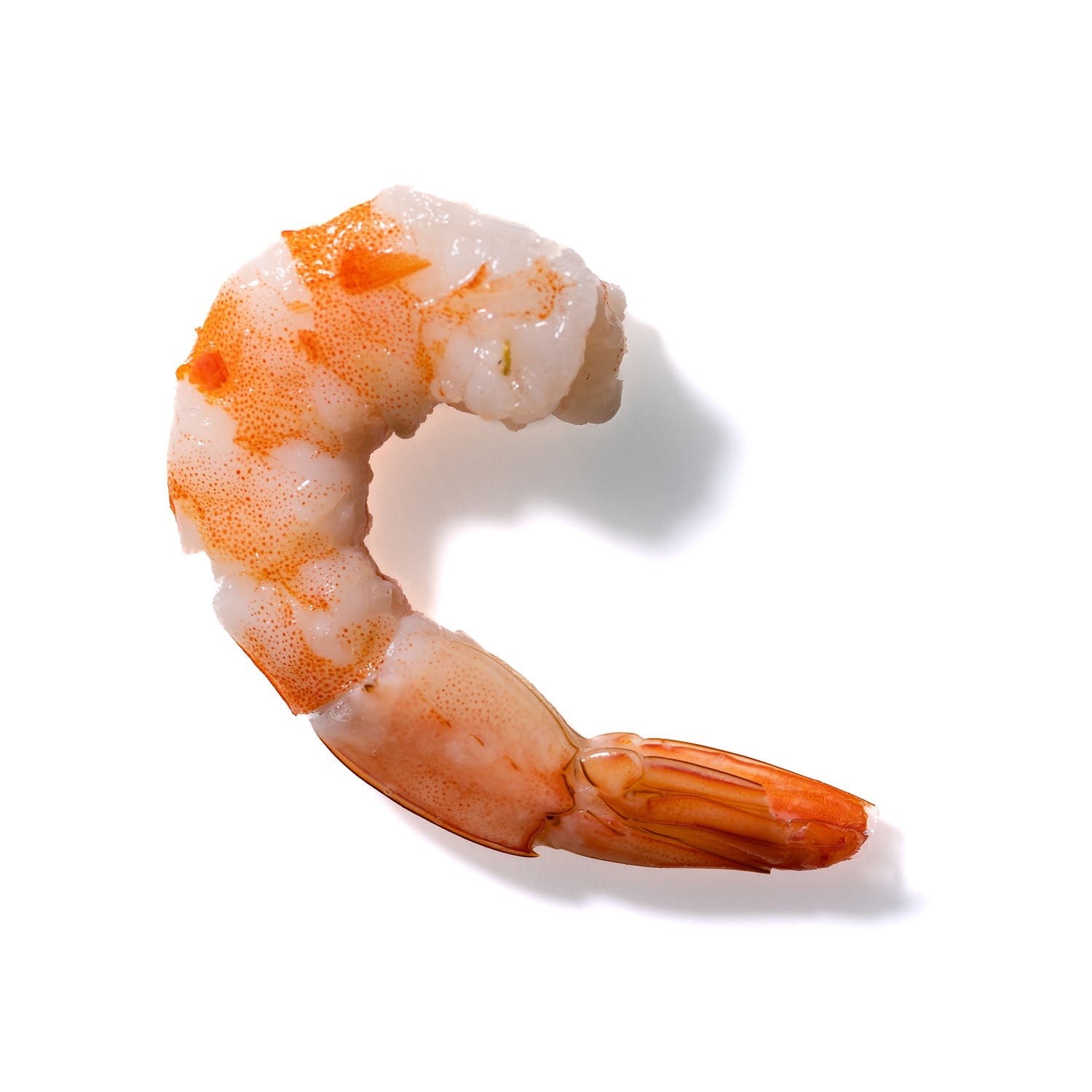 Shrimp No. 140