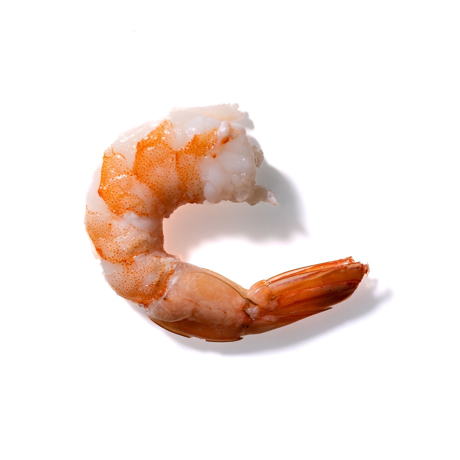 Shrimp No. 142