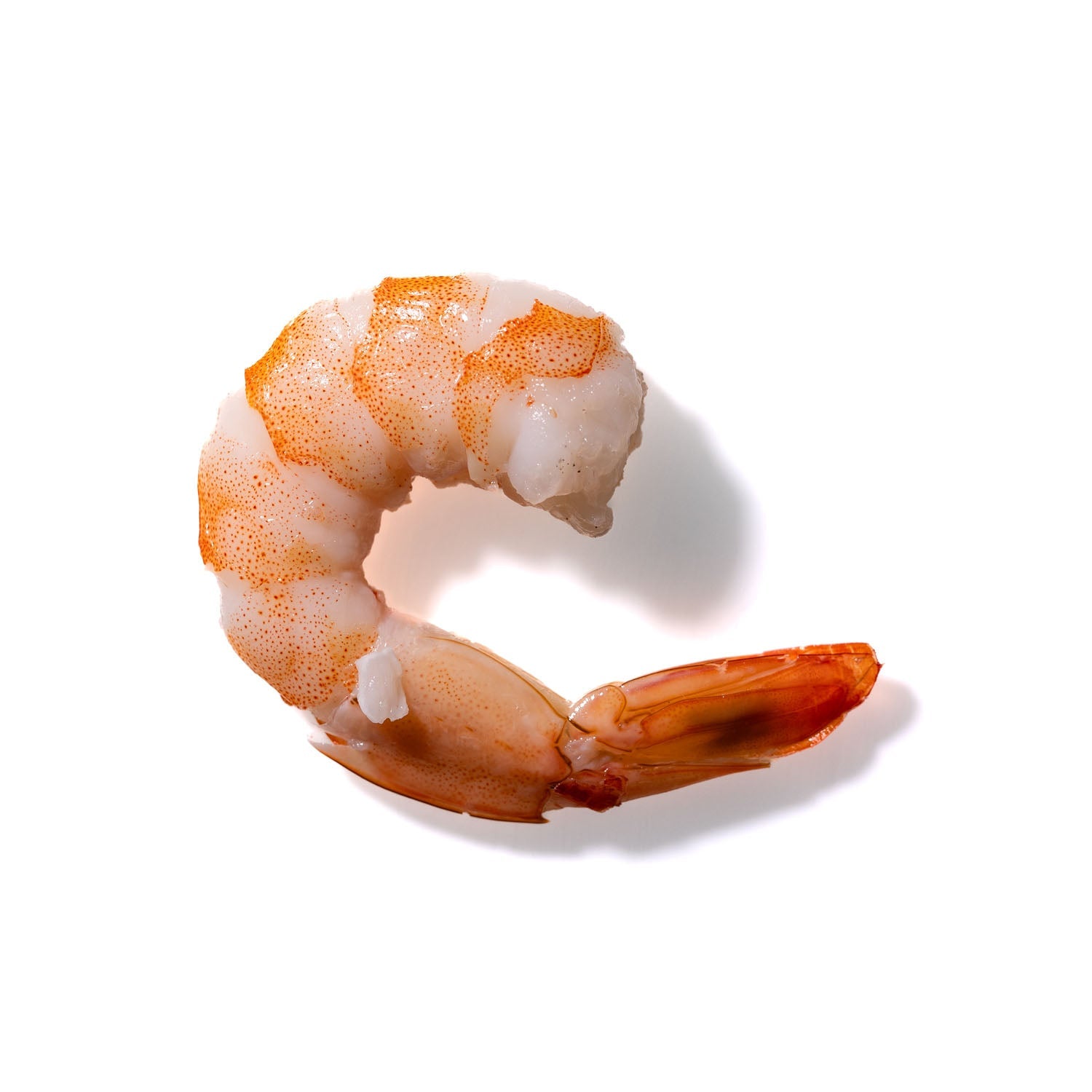 Shrimp No. 143