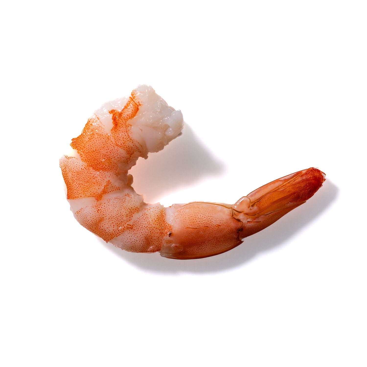 Shrimp No. 145