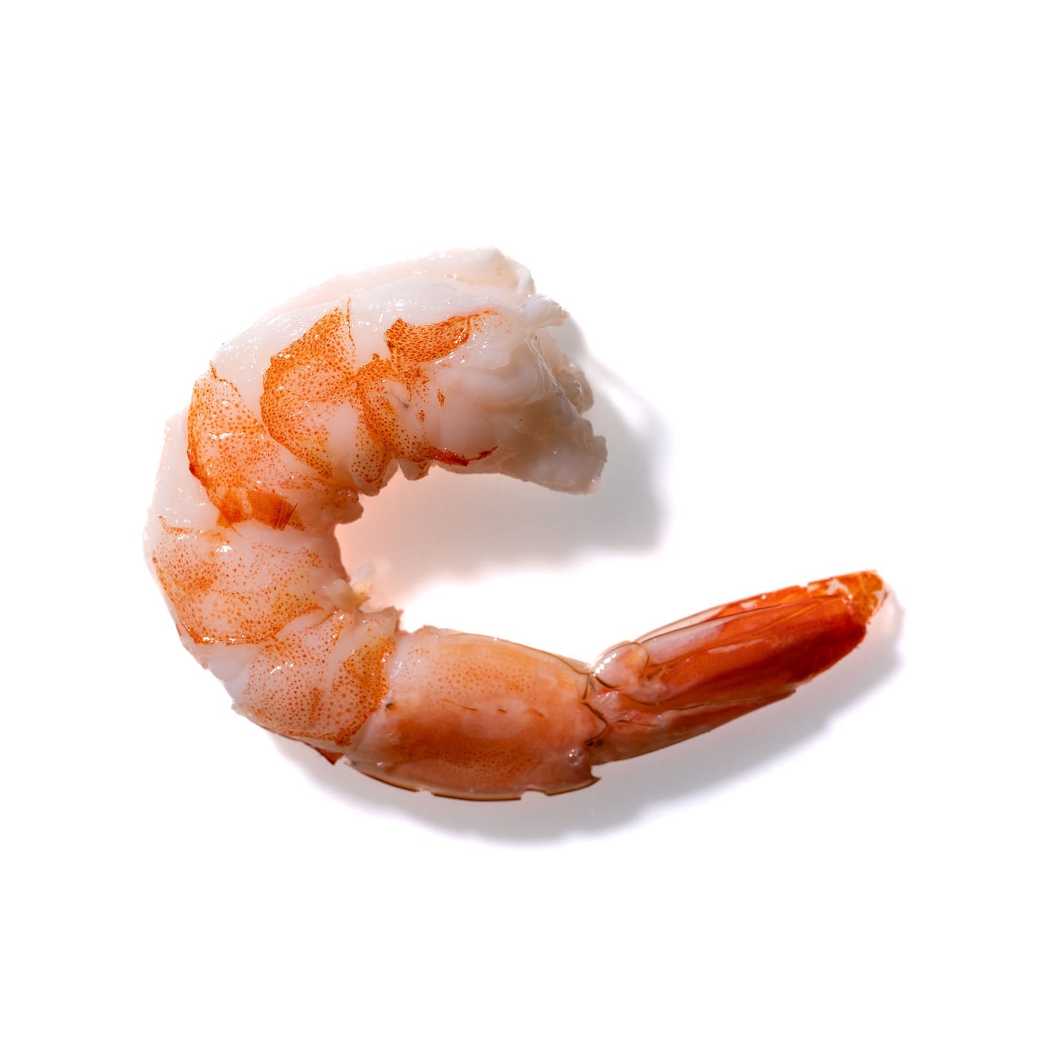 Shrimp No. 147