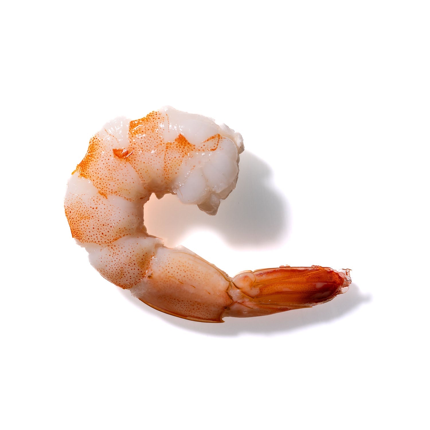 Shrimp No. 148