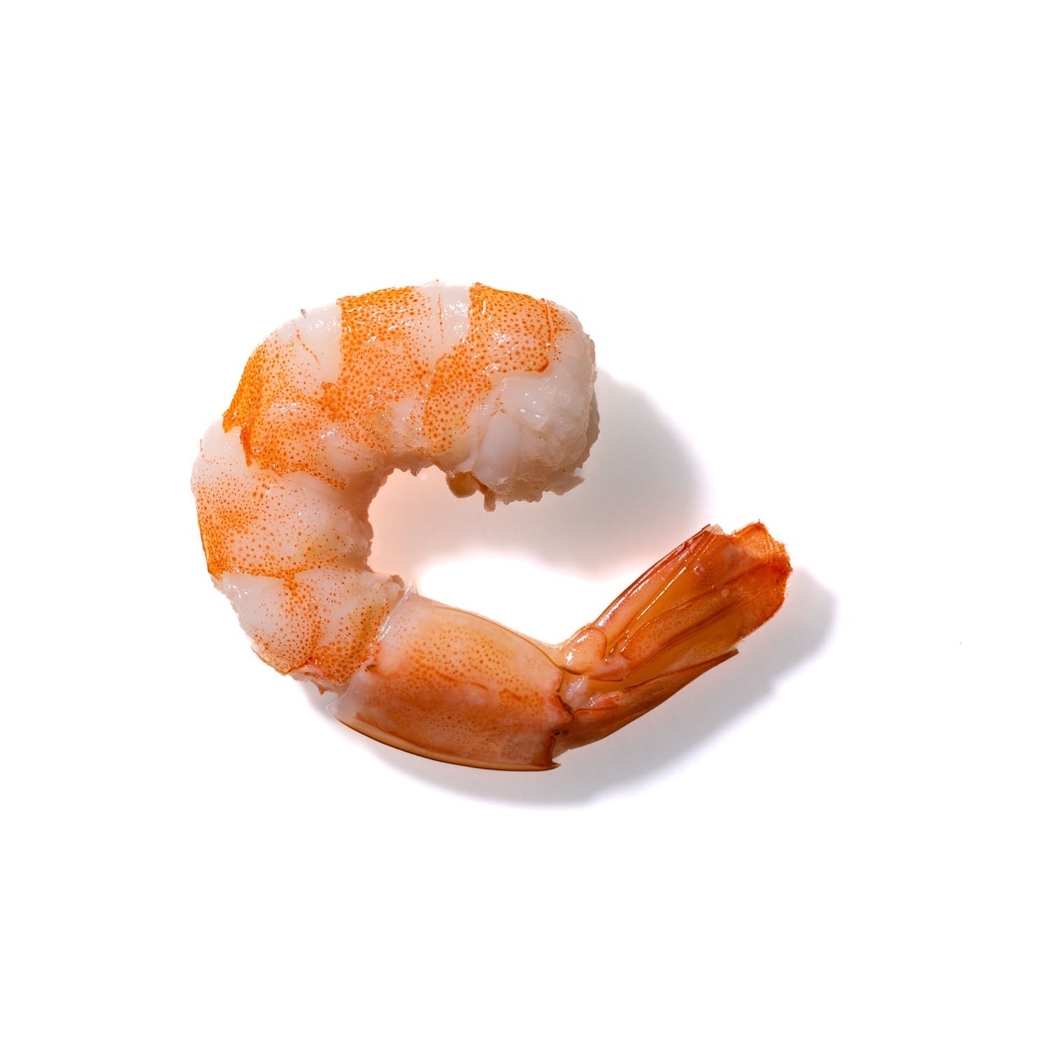 Shrimp No. 152