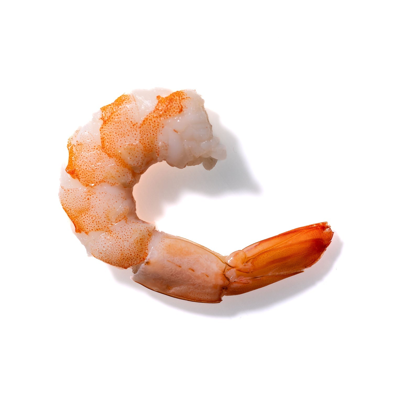 Shrimp No. 155