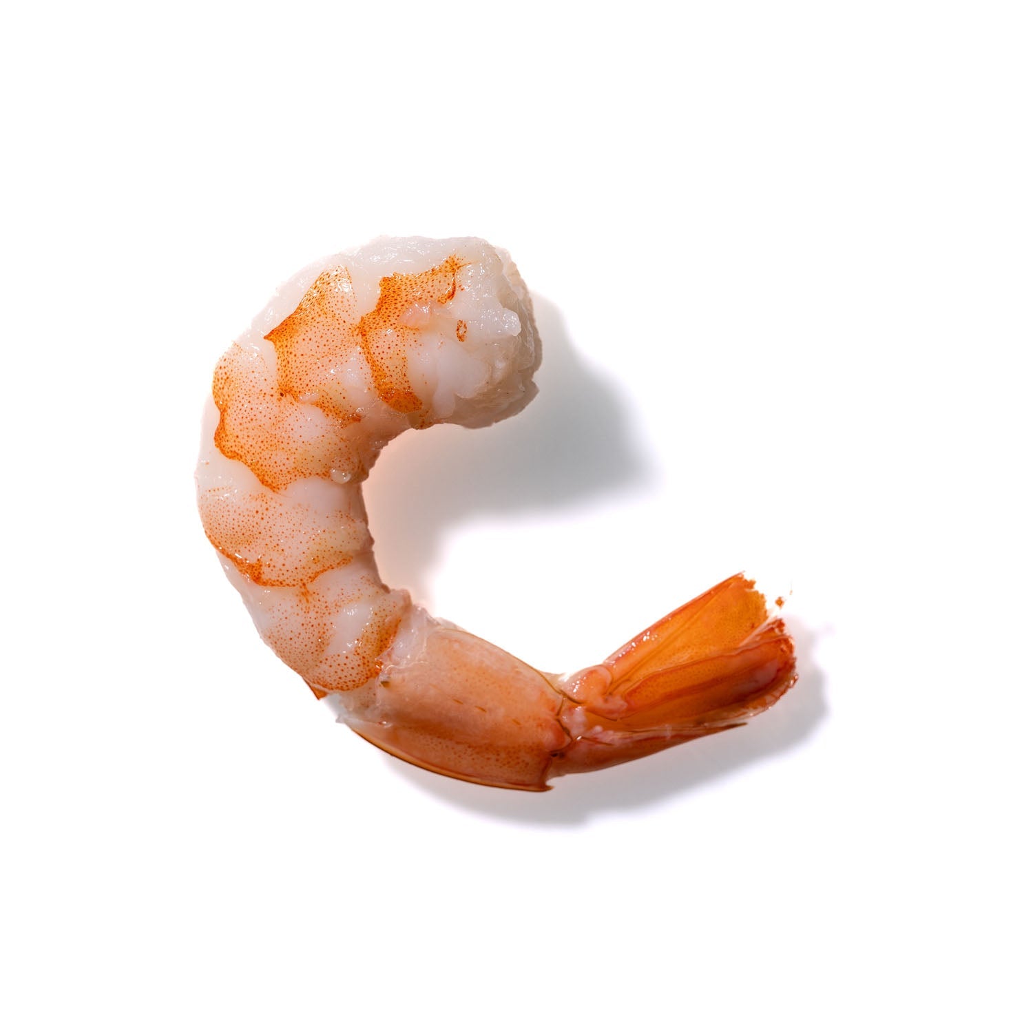 Shrimp No. 157