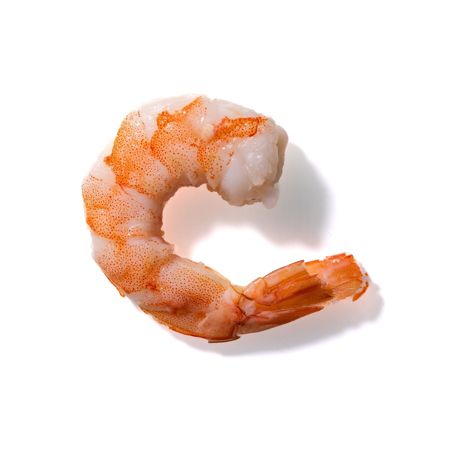 Shrimp No. 164