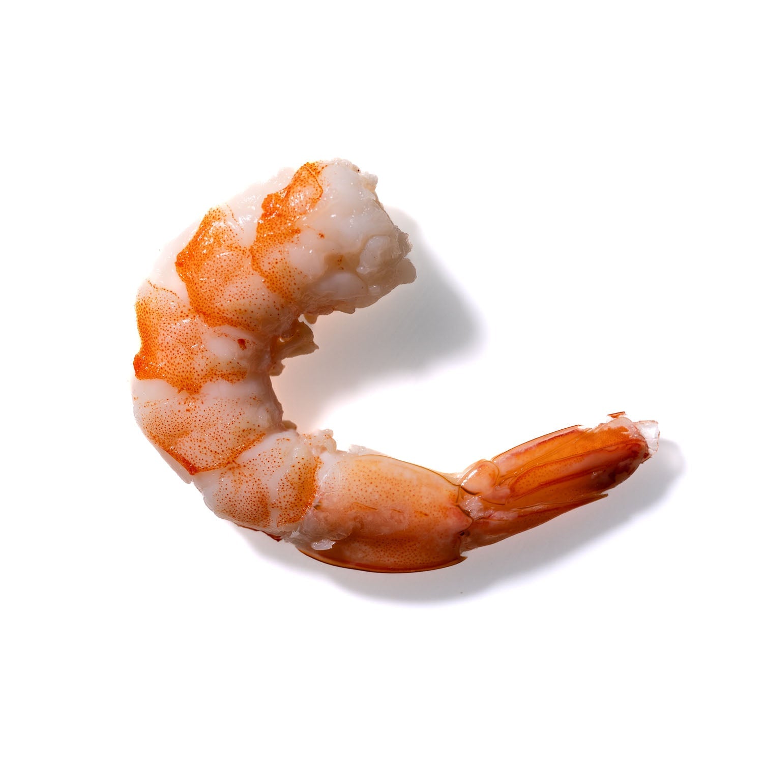 Shrimp No. 172