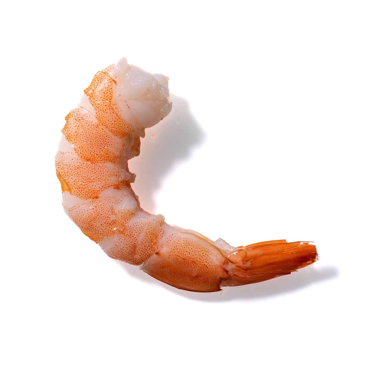 Shrimp No. 174