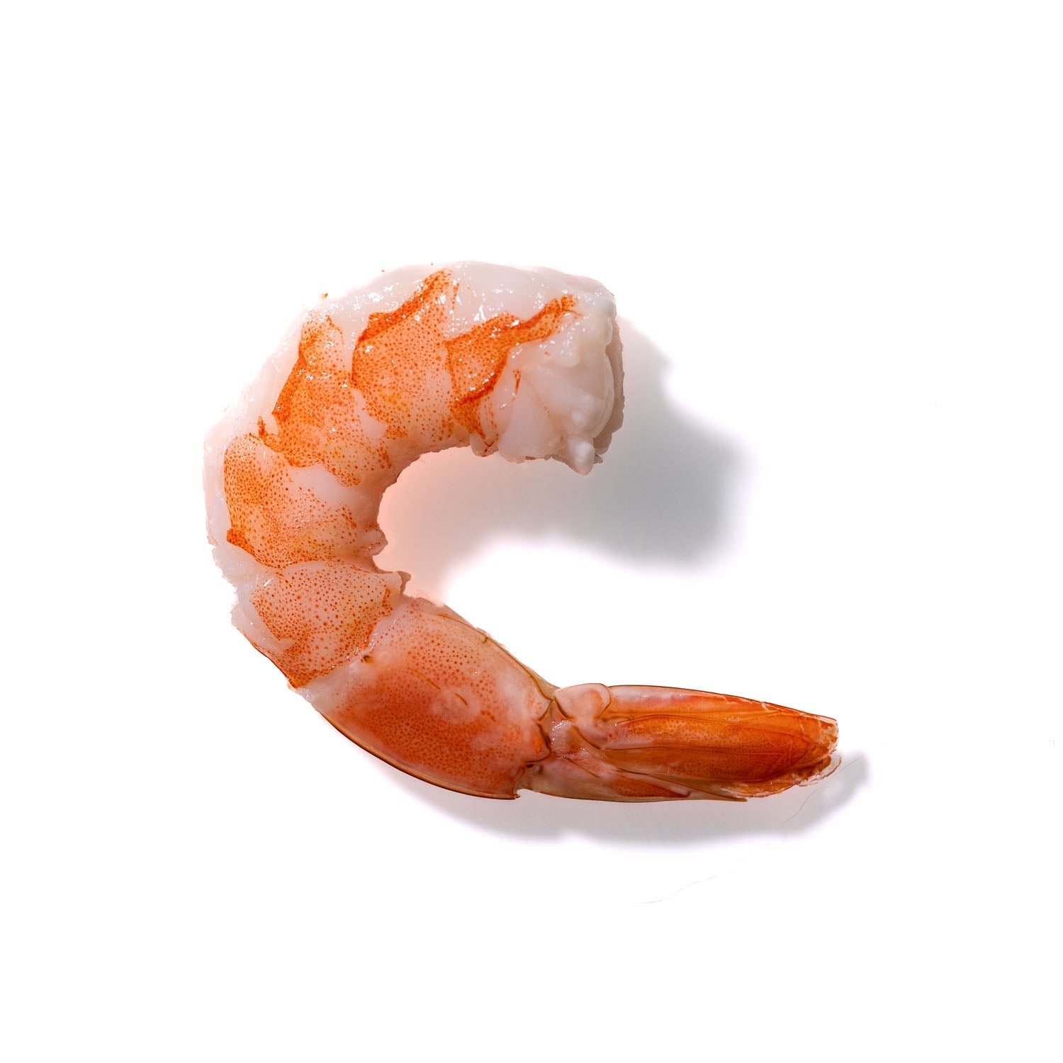 Shrimp No. 176