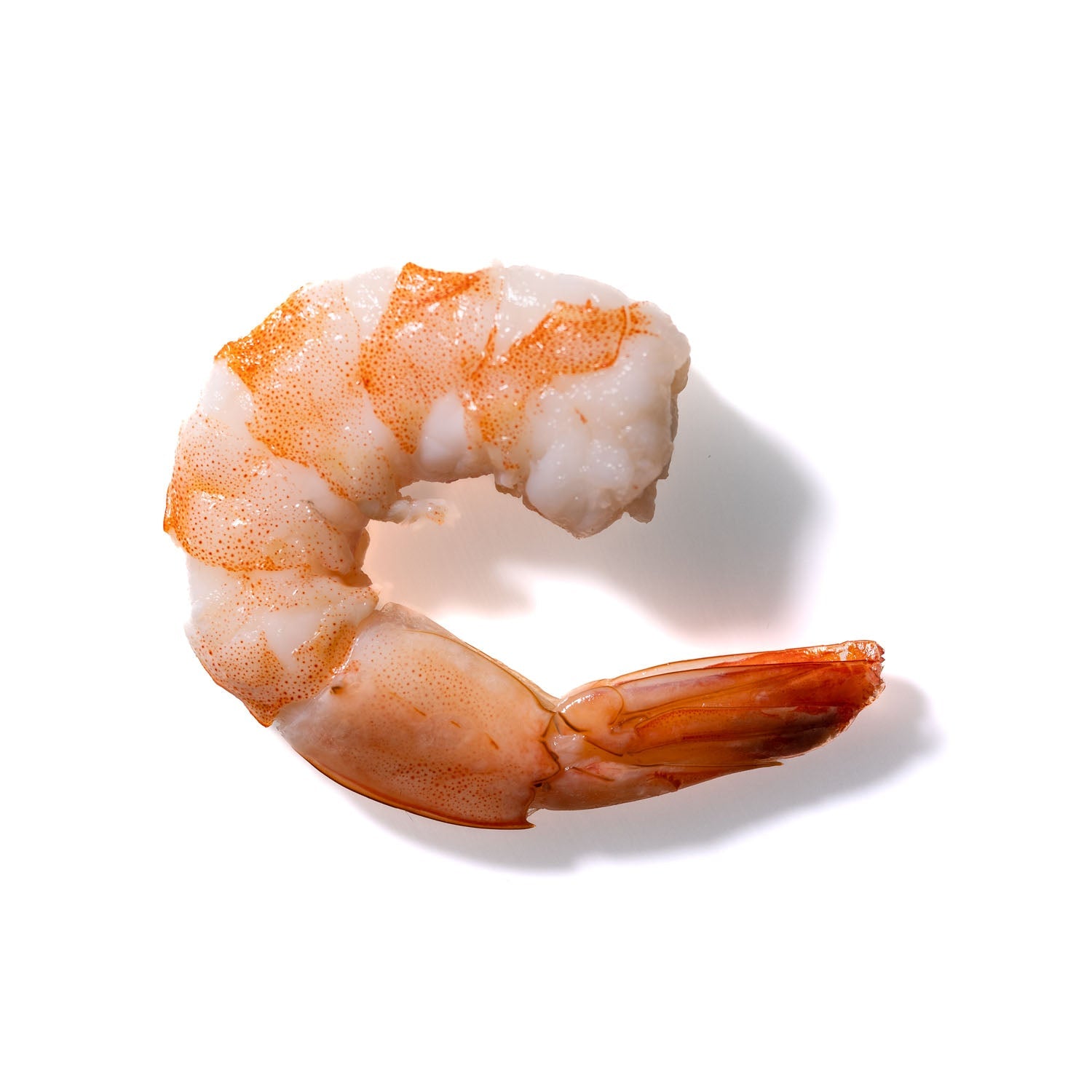 Shrimp No. 178