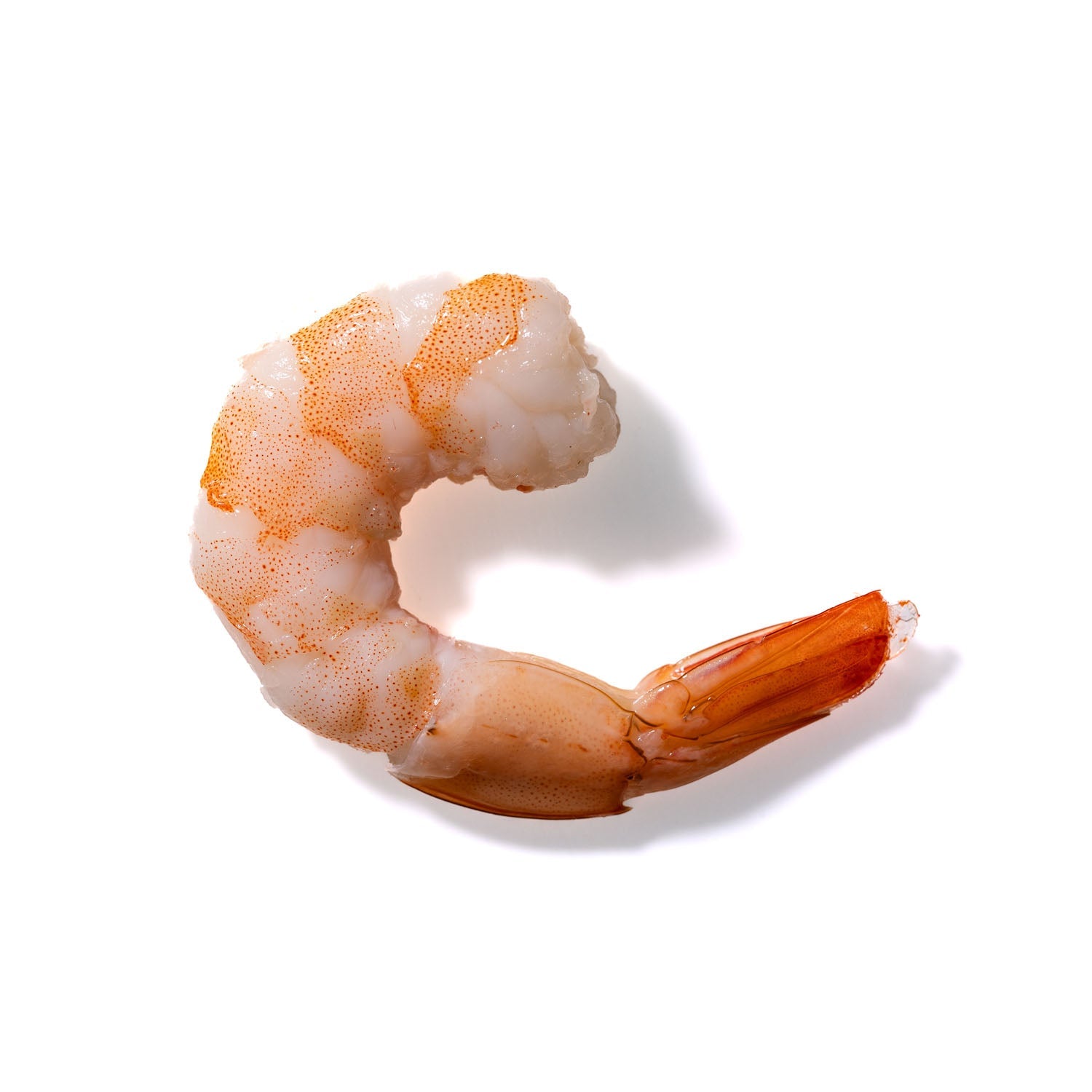 Shrimp No. 179