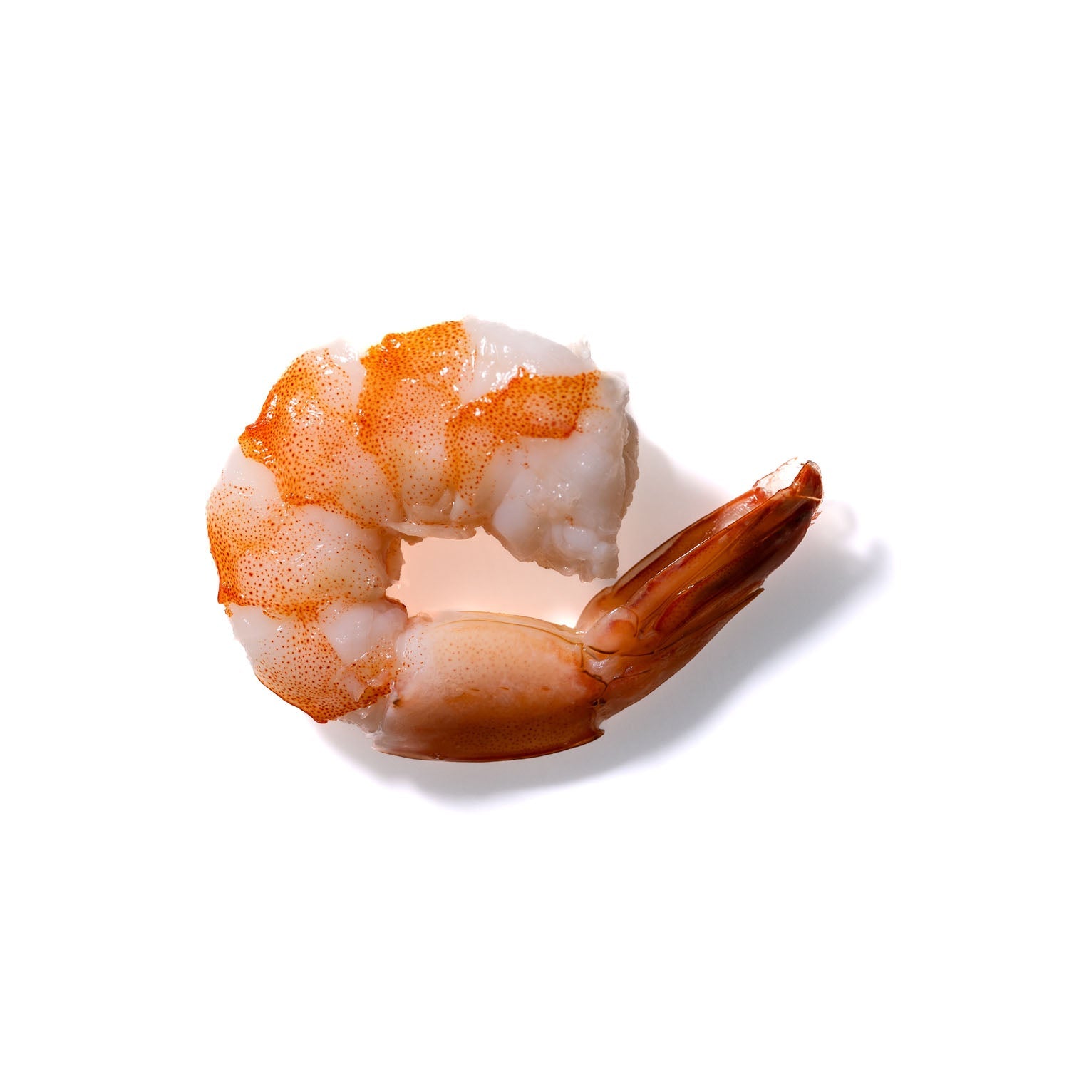 Shrimp No. 183