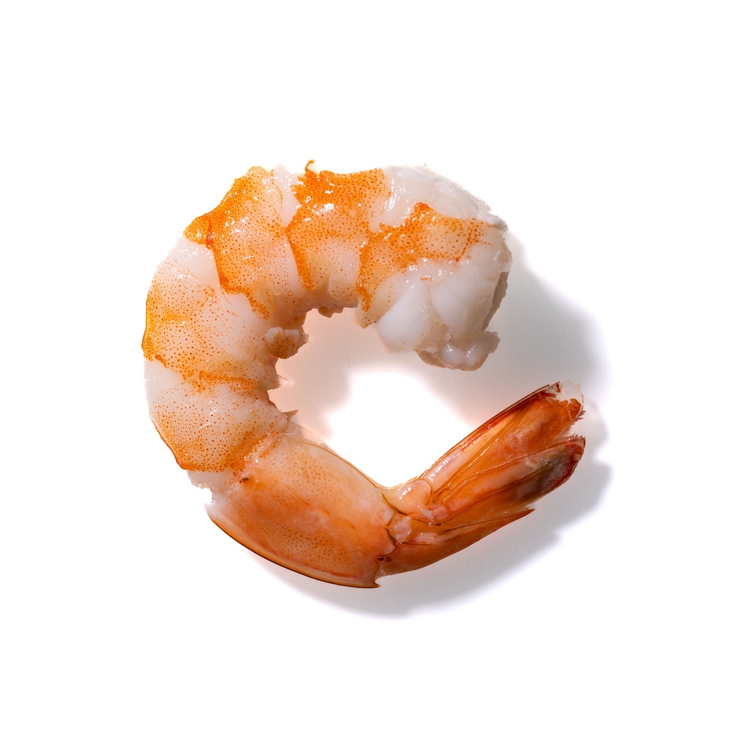 Shrimp No. 187